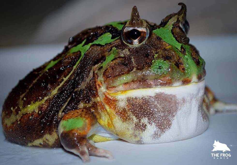 The Frog Ranch | Brazilian Horned Frog 