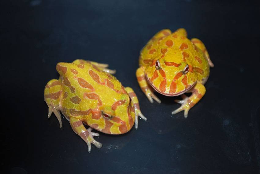 Wholesale Albino Argentine Horned Frogs