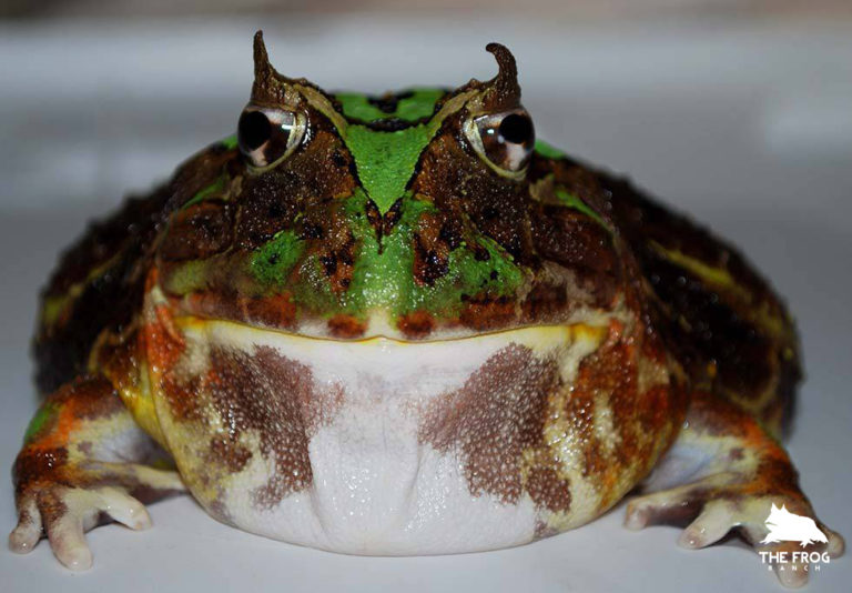 The Frog Ranch | Brazilian Horned Frog*