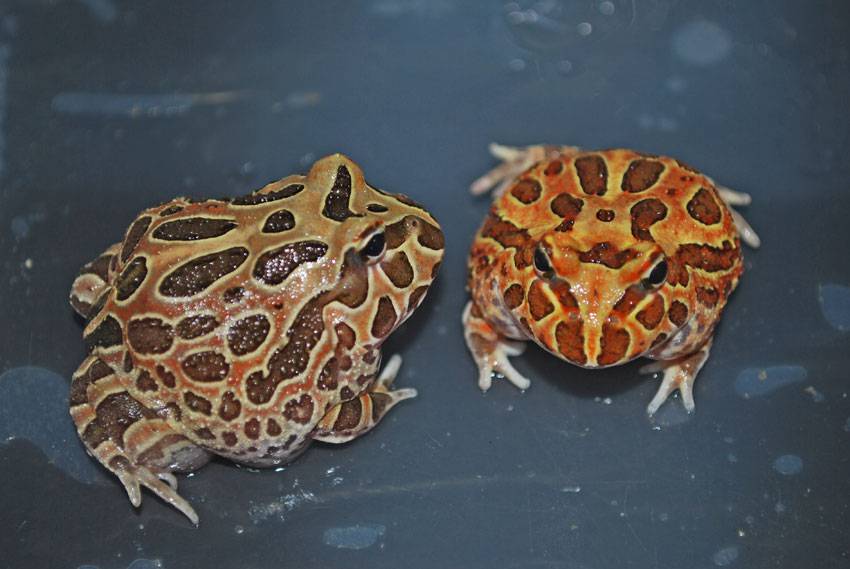 Wholesale Brown Pacman Frogs