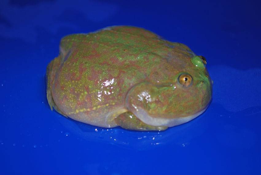 Juvenile Budgett's Frog