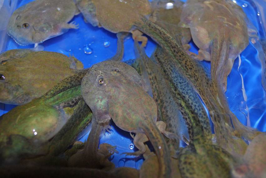 Dwarf Budgett's Frog Tadpoles