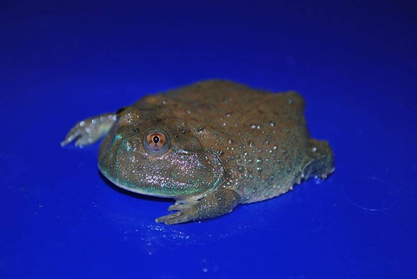 Dwarf Budgett's Frog Picture