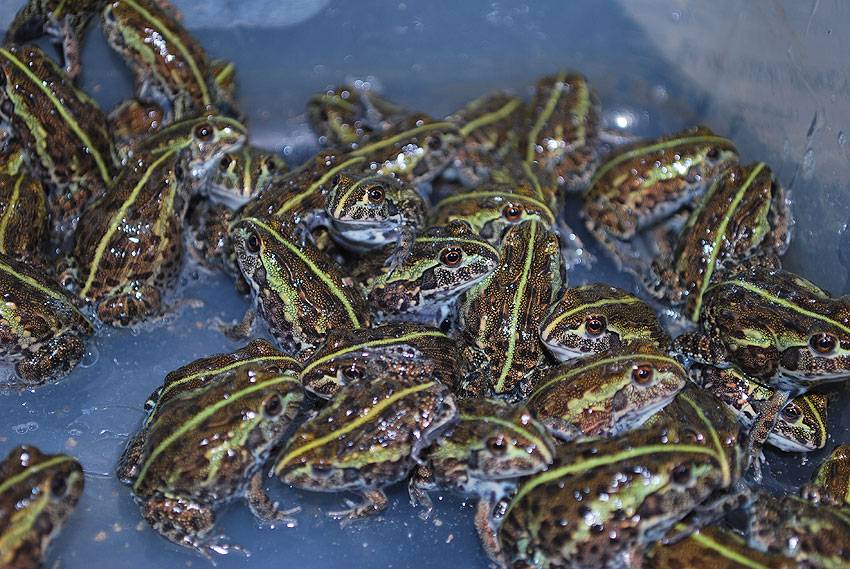 Baby Giant Pixie Frogs