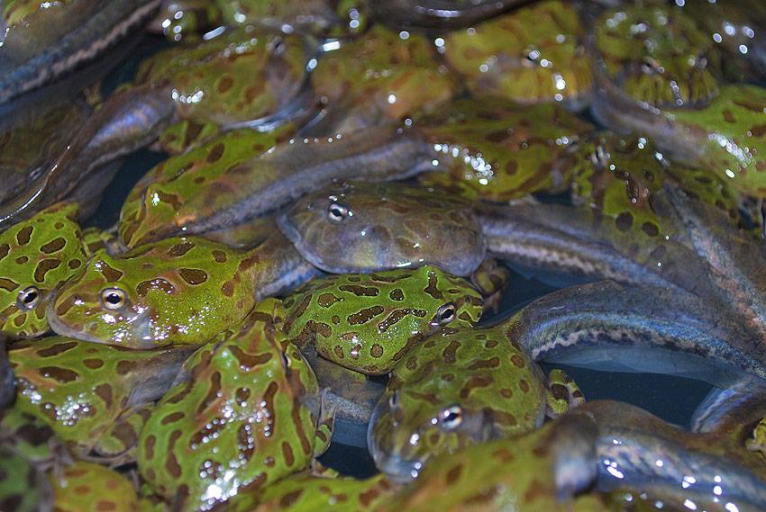 Wholesale Green Horned Frogs