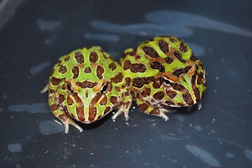 Wholesale Green Pacman Frogs