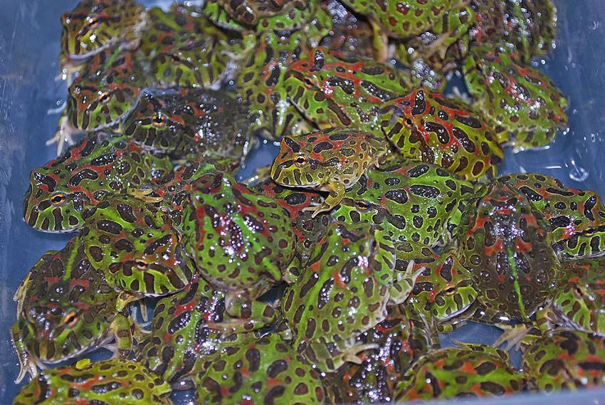 Baby Ornate Horned Frogs
