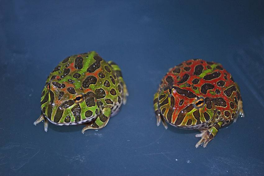 Wholesale Ornate Horned Frogs