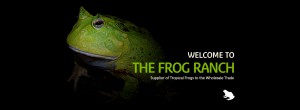 Wholesale Frogs for Sale