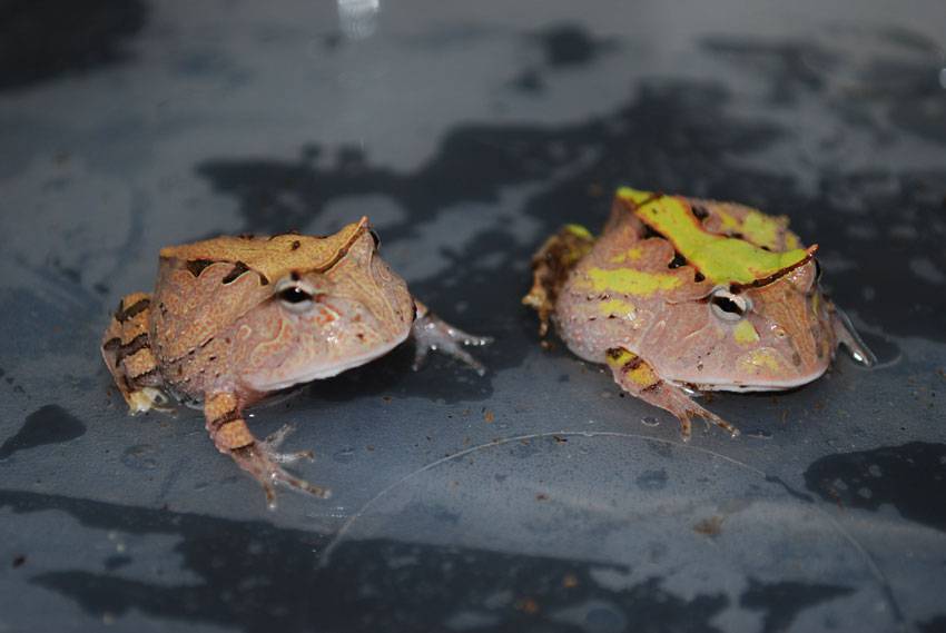 Juvenile Surinam Horned Frogs